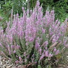 Вереск обыкновенный 'Сильвер Найт'