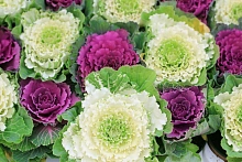 Семена Капуста декоративная 
