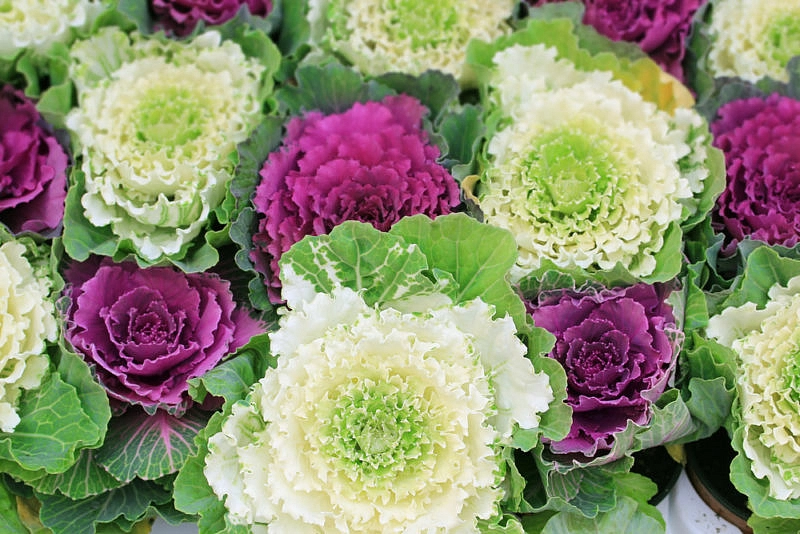 Семена Капуста декоративная 