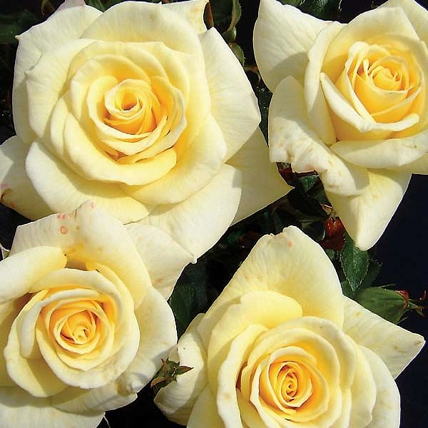 Роза 'Диамонд Форевер' (чайно-гибридная) (белая с кремовым)