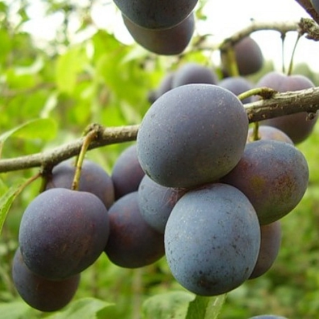 Слива 'Синий дар'