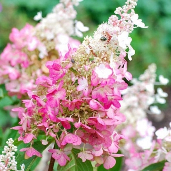 Гортензия метельчатая 'Конфетти'