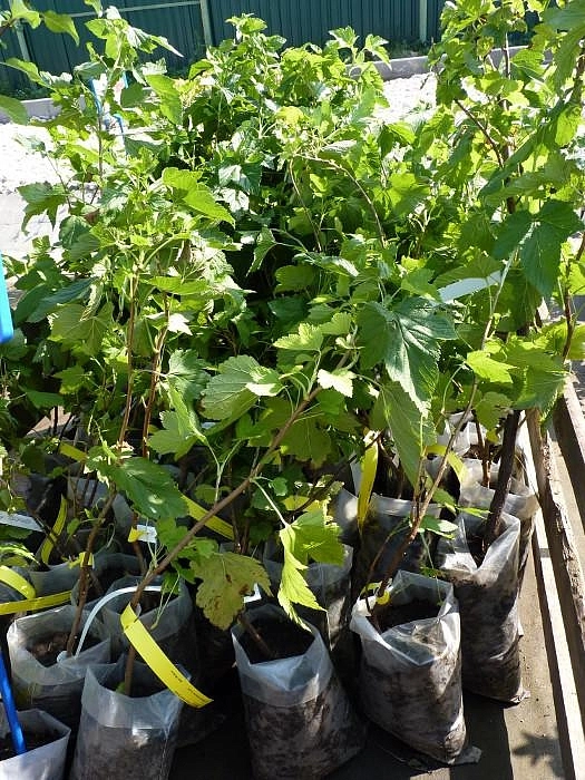 Смородина черная 'Дачница'