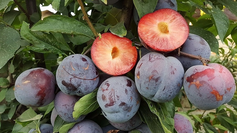 Слива колоновидная 'Бербанк'