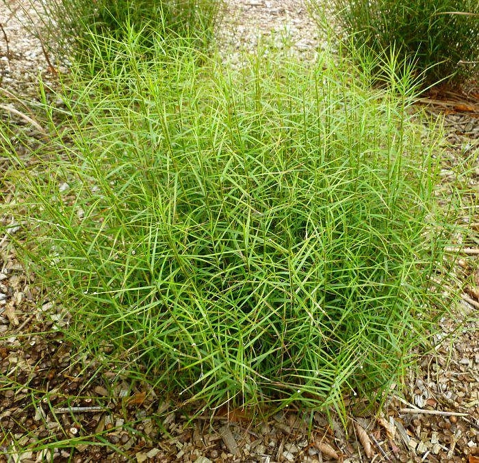 Осока пальмолистная