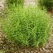 Осока пальмолистная