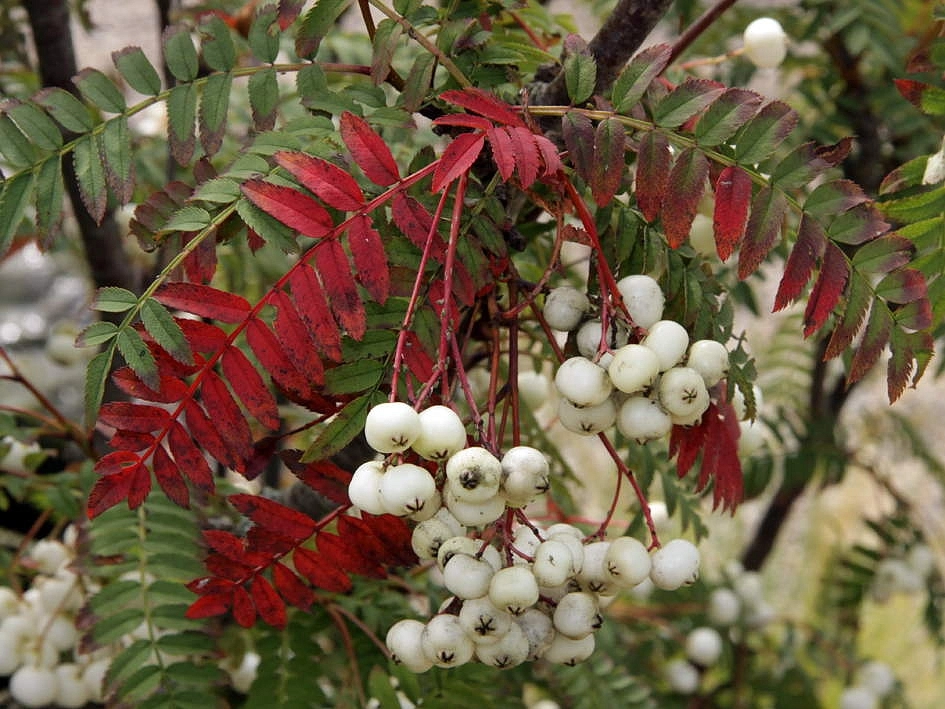 Рябина Кёне Рябина Кёне