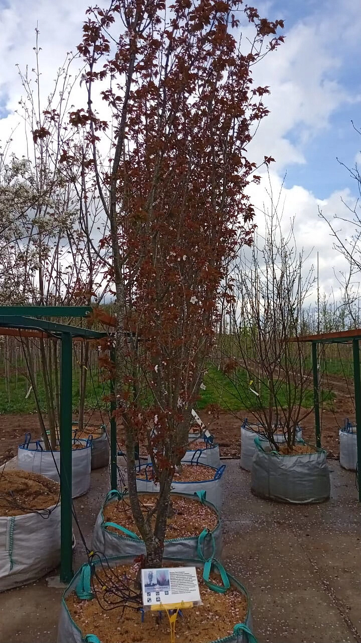 Вишня Хиллера 'Спайэ'