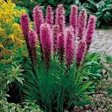 Лиатрис колосковый 'Кобольд'