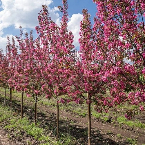 Яблоня декоративная 'Маковецкого'
