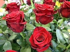 Роза 'Эксплорер' (чайно-гибридная) 