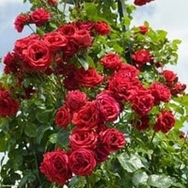 Роза 'Симпатия' (плетистая) (красная)