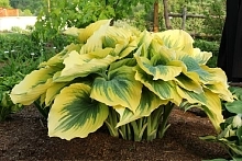 Хоста волнистая 'Меджик'