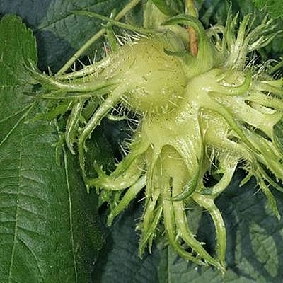 Лещина древовидная