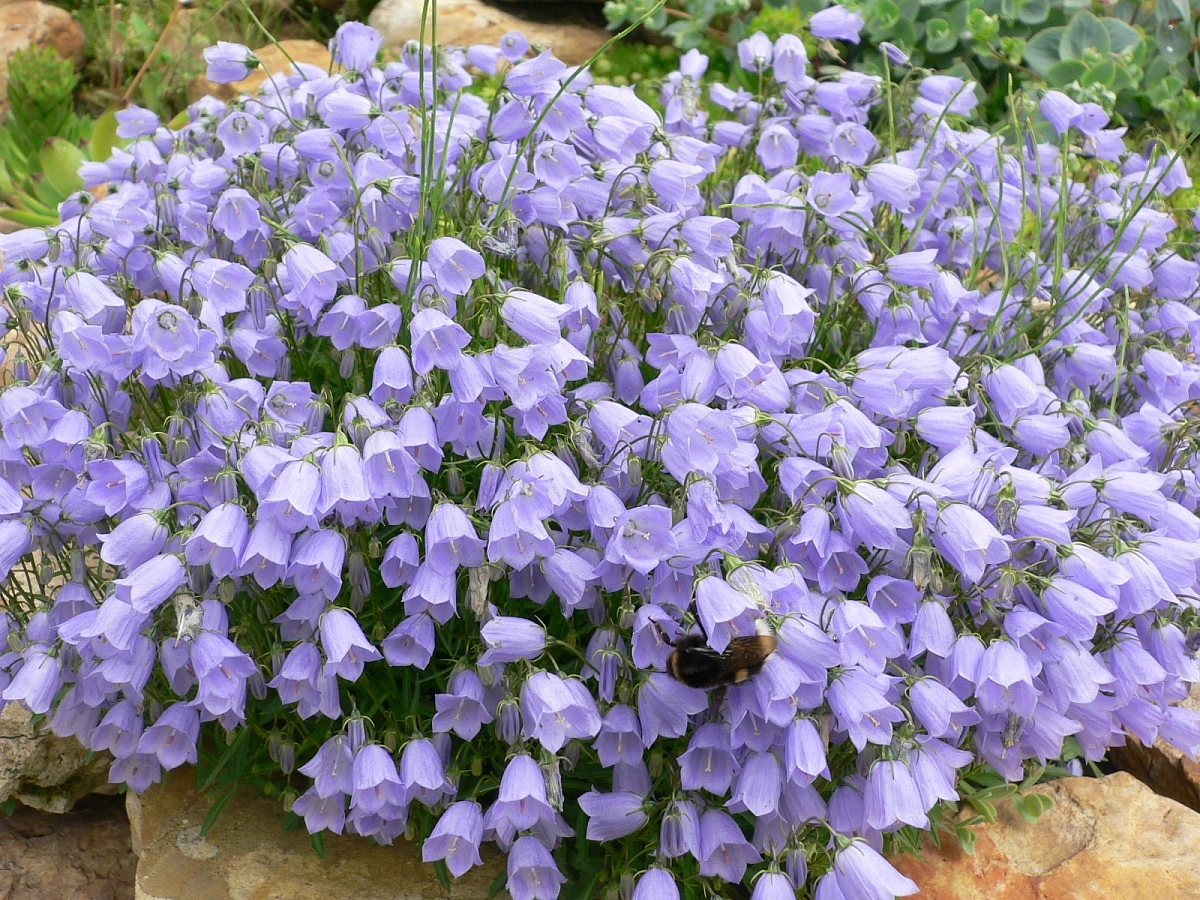 Семена Колокольчик