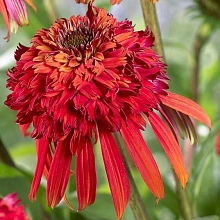 Эхинацея пурпурная 'Хот Папайя'