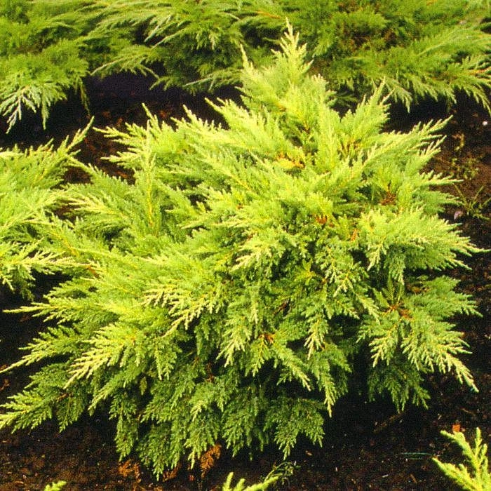 Можжевельник пфитцериана Мордиган Голд (Mordigan Gold) Можжевельник пфитцериана Мордиган Голд (Mordigan Gold)