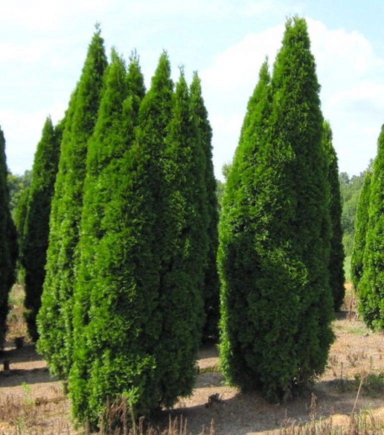 Туя западная 'Пирамидалис'