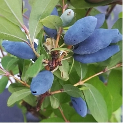 Жимолость съедобная 'Бажовская'