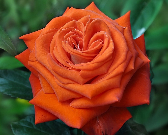 Роза 'Верано' (чайно-гибридная) (оранжево - красная)