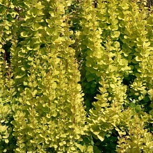 Барбарис вильсона 'Марианна'