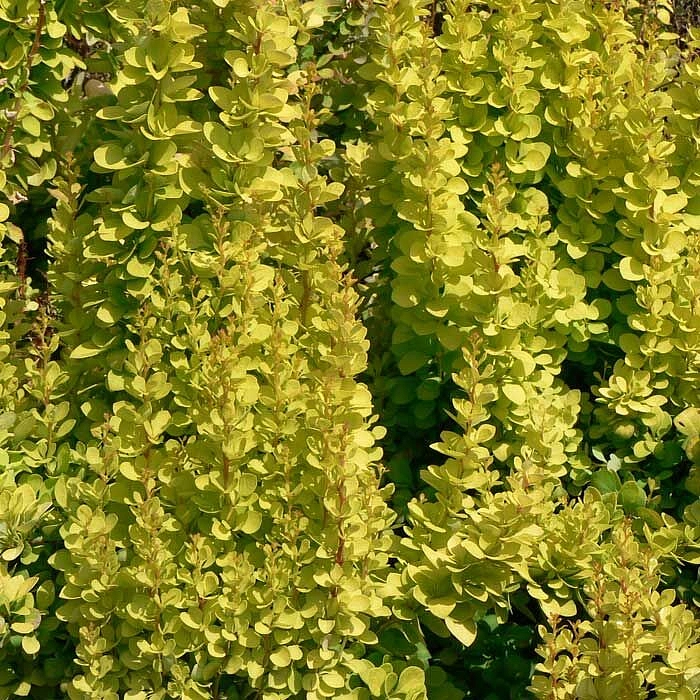 Барбарис вильсона 'Марианна'