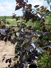 Береза повислая 'Пурпуреа'