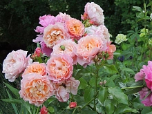 Роза 'Роуз де Толбиак' (плетистая) (розово - кремовая)