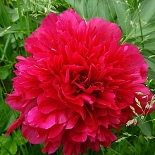 Пион молочноцветковый 'Леди ин Ред' (красно - малиновый)