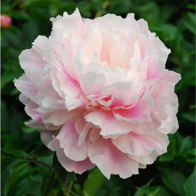 Пион молочноцветковый 'Монинг Кисс' (розовый)