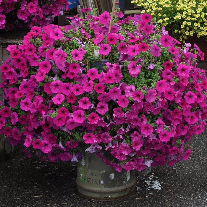 Петуния (сурфиния) гибридная 'Вандер Вейв Лавандер' (темно-розовая)