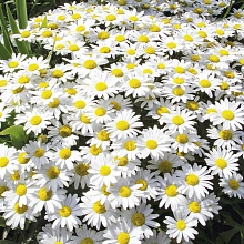 Нивяник наибольший 'Дварф Сноу Леди'