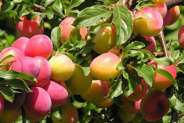 Алыча колоновидная