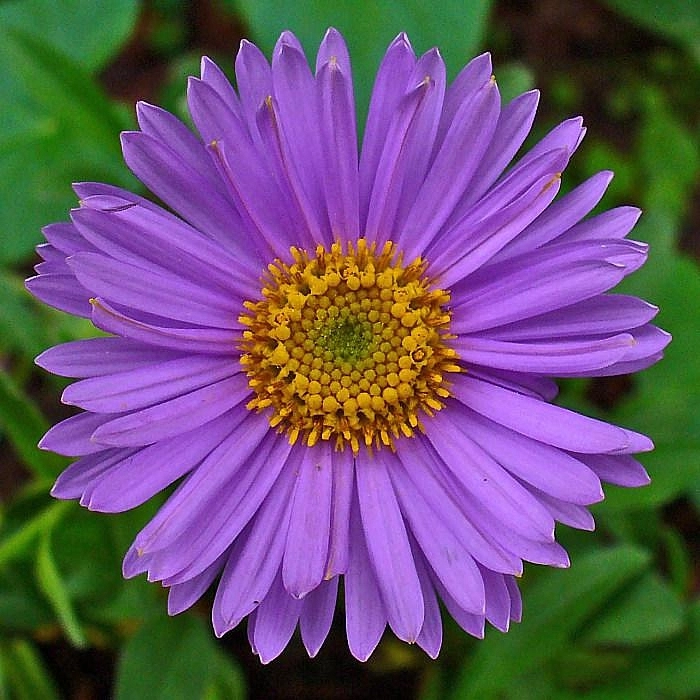 Астра альпийская