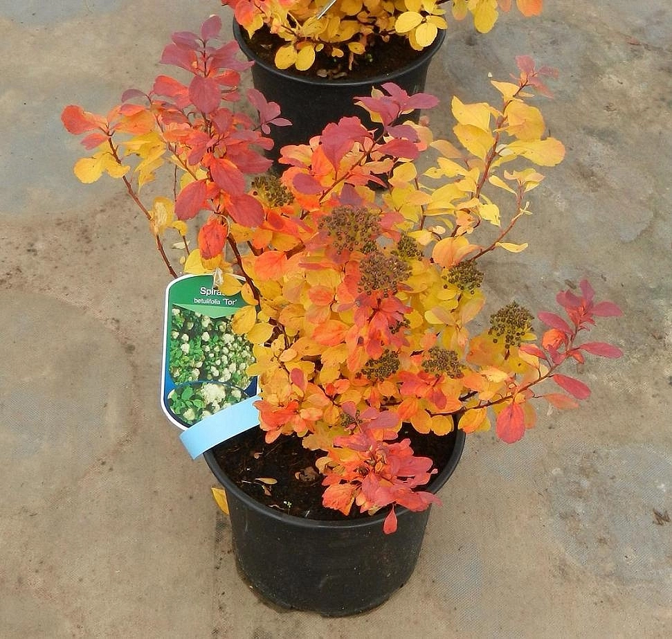 Спирея березолистная 'Тор'