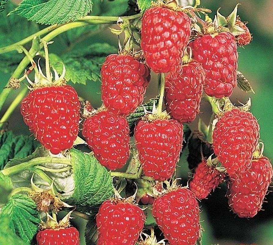 Малина 'Карамелька'