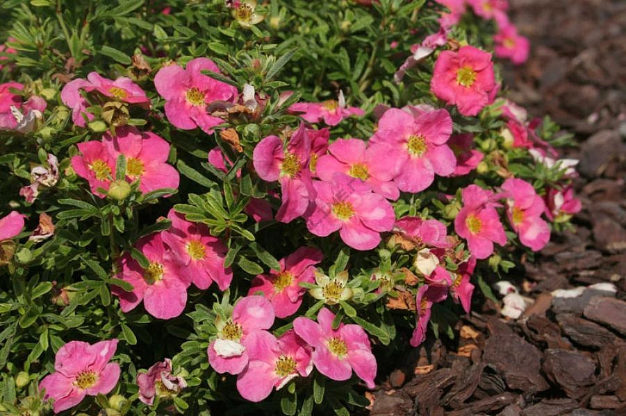 Лапчатка кустарниковая 'Белиссима'