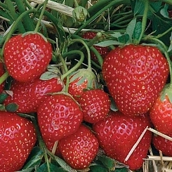 Земляника (клубника) 'Зенга' Земляника (клубника) 'Зенга'