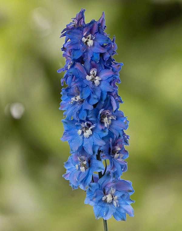 Дельфиниум (живокость) 'Лайт Блю Уайт Би'