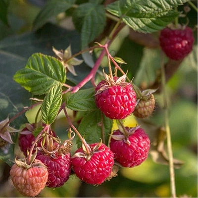 Малина 'Зоренька Алтая'