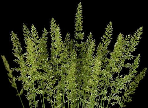 Калерия (тонконог) сизая