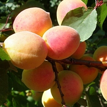 Абрикос 'Сюрприз'