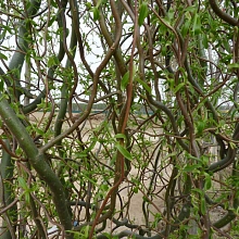 Ива извилистая