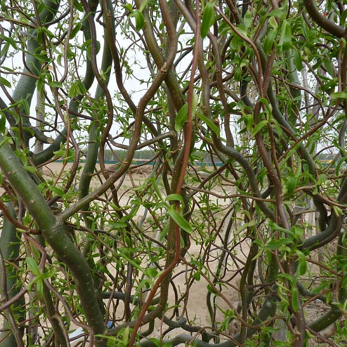 Ива извилистая