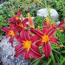 Лилейник гибридный 'Арриба'