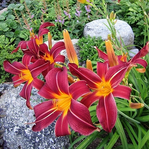 Лилейник гибридный 'Арриба'