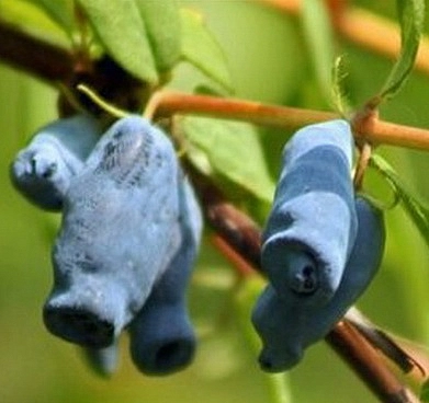 Жимолость съедобная 'Барбалета'