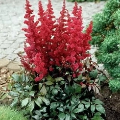 Астильба Арендса 'Фанал' (красная)
