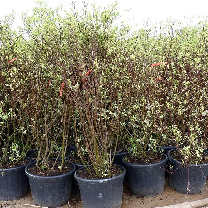 Дерен белый 'Элегантиссима'