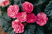 Многолетник Клубень Бегония